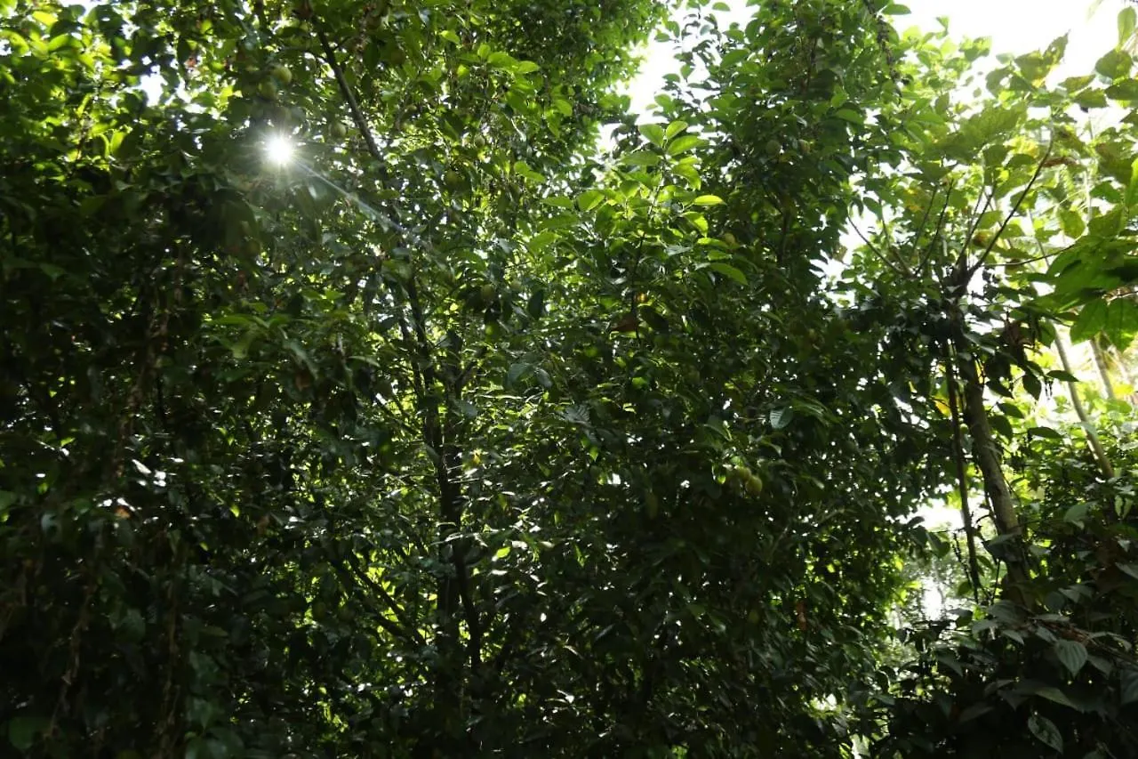 Loveshore Homestay Munnar Anachal