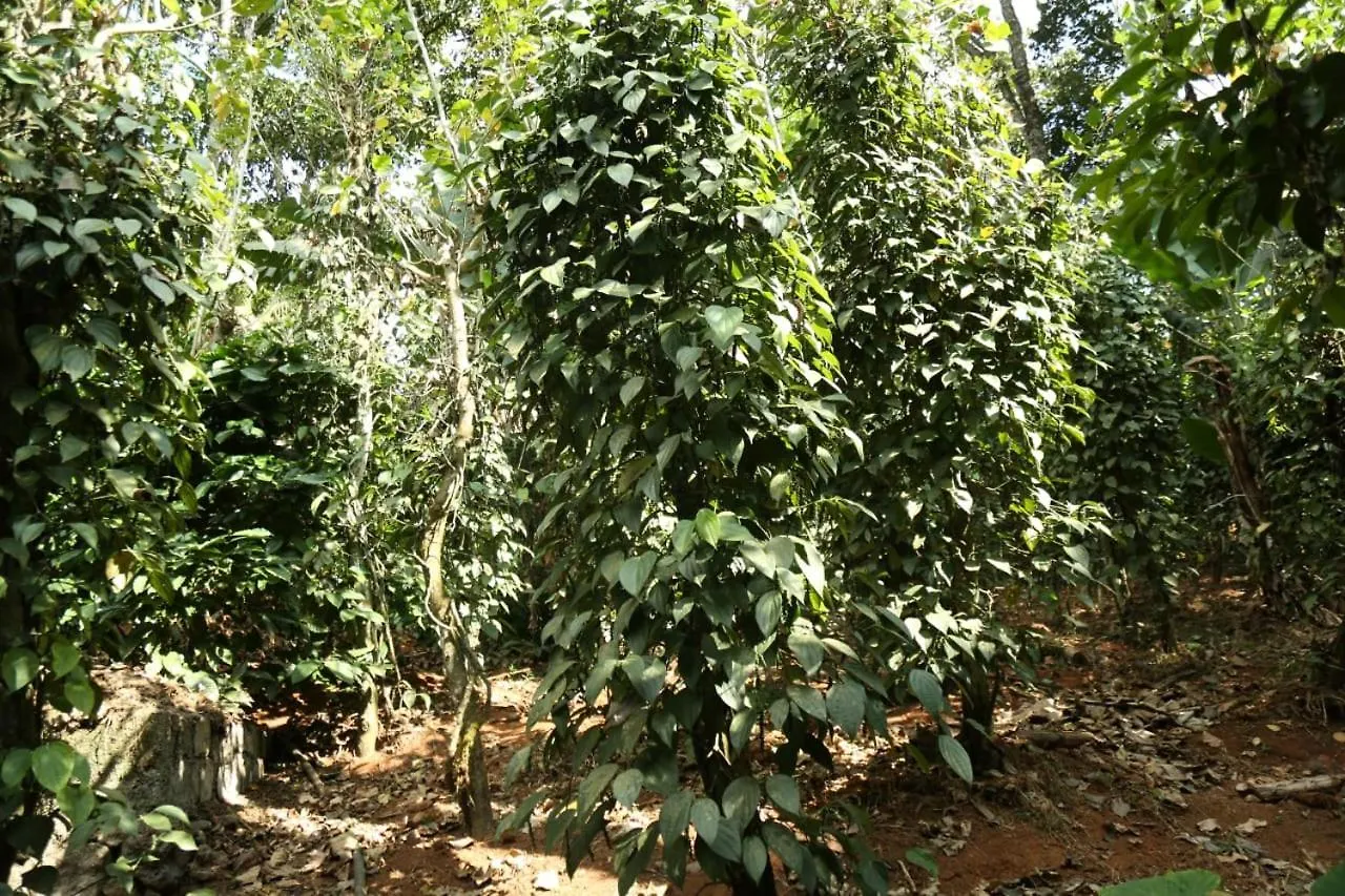 Loveshore Homestay Munnar Anachal