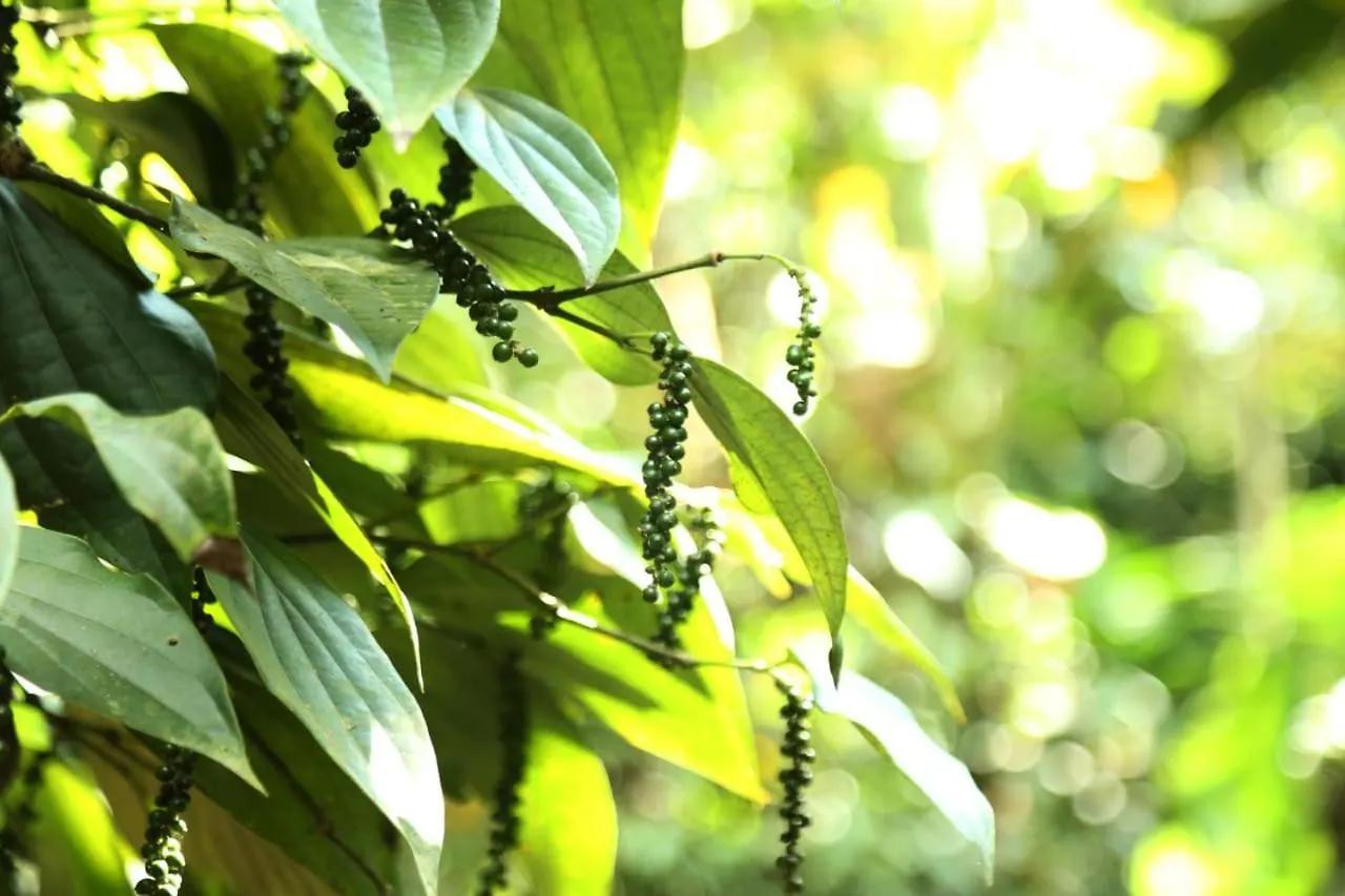 Loveshore Homestay Munnar Anachal Indien